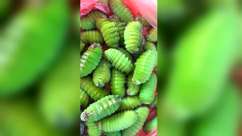 这是蚕蛹吗?怎么会是绿色的,能吃吗?