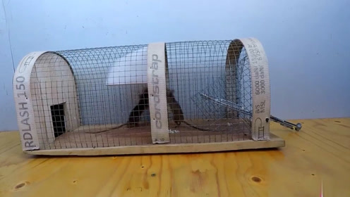 小伙设计制作了一个捕鼠笼,老鼠是有去无回!