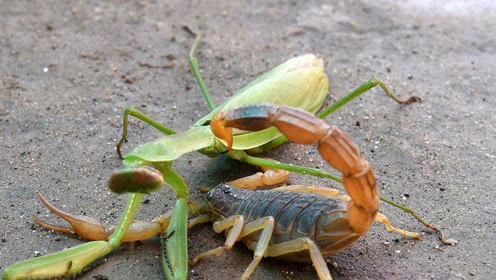 蝎子和螳螂打架,蝎子一下把螳螂举起来,一招制敌