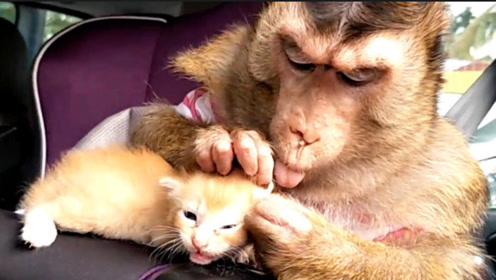 马戏团中出现罕见的一幕,猴子居然帮猫咪抓虱子,网友:它儿子