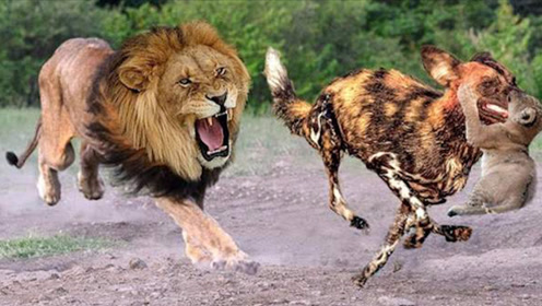 野狗群围捕狮子母子,母狮毫不胆怯,最后成功脱离危险!