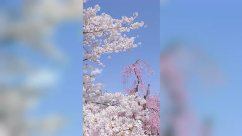 青森弘前公园 腾讯视频