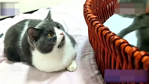 猫姐姐凶新出生的猫宝宝,听主人喊母猫后瞬间变脸,好聪明