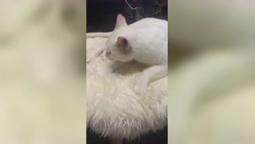 肥猫天使的个人频道