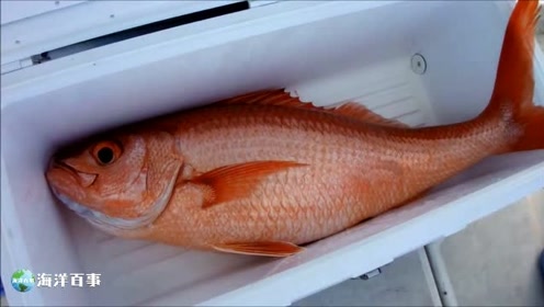 上鯛 深海魚 最高の花の画像