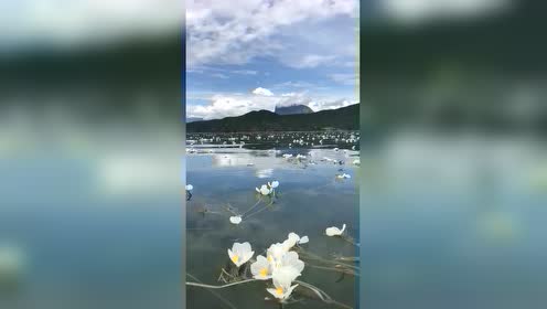 海藻花 腾讯视频