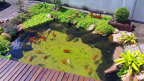 谁说农村就不能建锦鲤鱼池,看看村民家的池子,一看就让人心动!