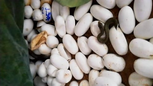 蛇蛋蘑菇图片
