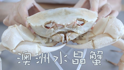 1000块的澳洲水晶蟹,通体雪白,极致鲜美,你一定没见过!
