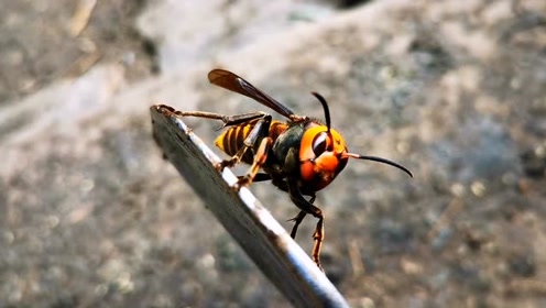第一次零距离接触牛角蜂,看样子像是蜂王,不知道有没有毒