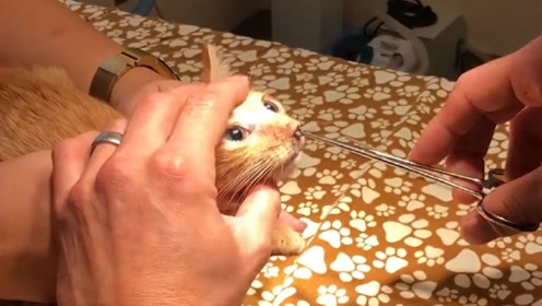 猫咪为什么会感染寄生虫 宠物猫疾病 爱宠医生