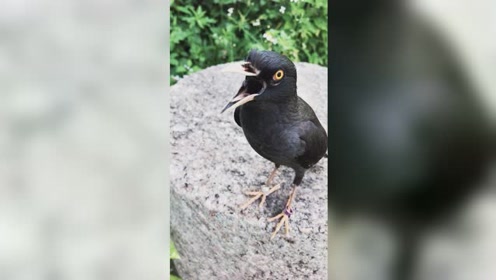 来看看我家八哥舌头是不用剪舌头的