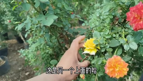孝藤右近 腾讯视频