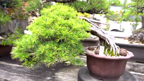 寒山松柏 腾讯视频