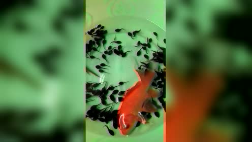 蝌蚪英语 腾讯视频