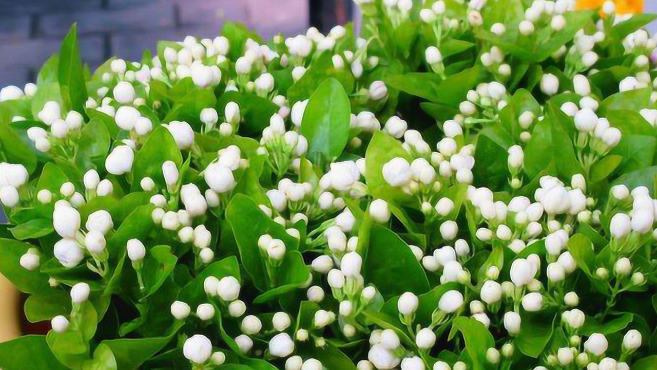 茉莉开花多不多,5月养护是关键,及时做这个"动作",花量猛增