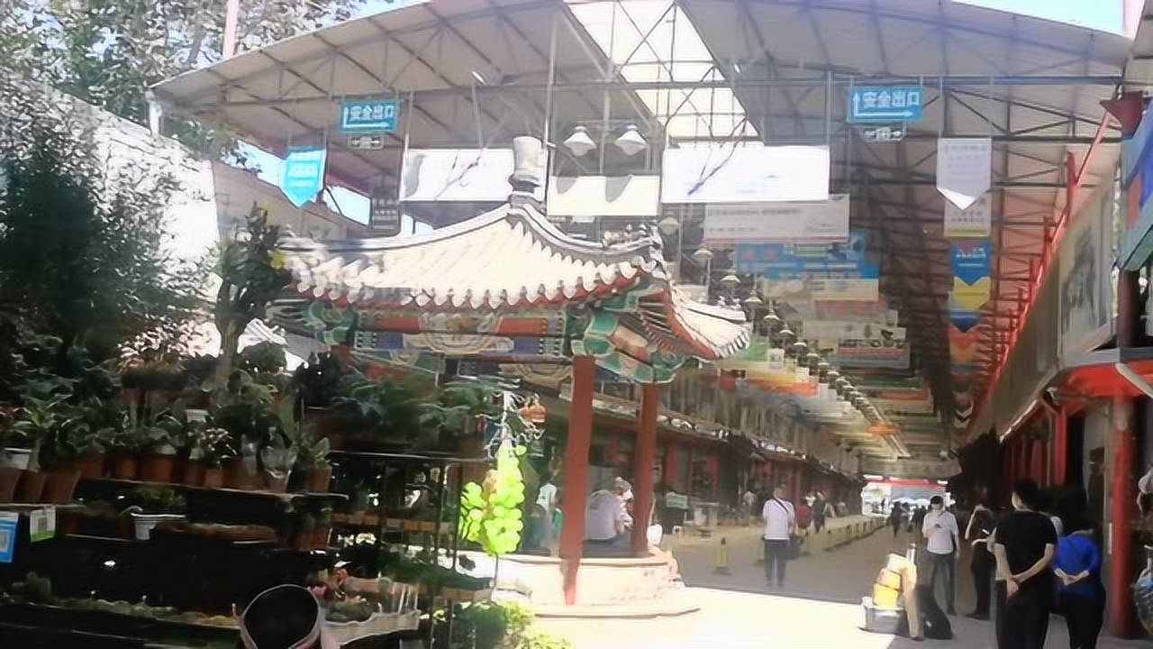 北京十里河天娇文化城,周末必去,花鸟鱼虫古玩啥都有老北京特色