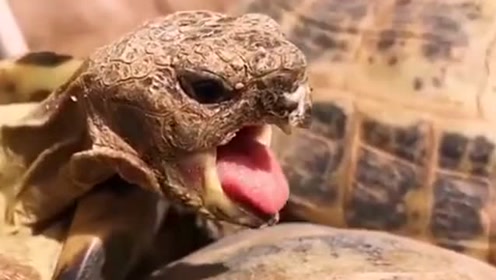 养了这么久的乌龟,才知道乌龟有舌头,露舌头的样子太可爱了吧!