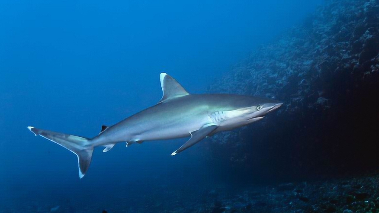 令人震惊!白边真鲨捍卫领土的独特方式,就是张开獠牙