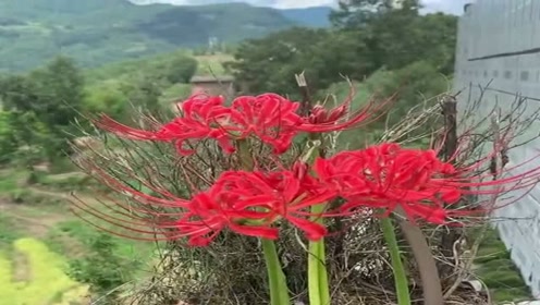 曼珠沙华之彼岸花 腾讯视频
