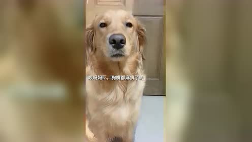 金毛狗眉毛 腾讯视频