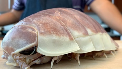 盗墓中的尸蟞竟然上了餐桌,大王具足虫蛋炒饭,谁敢吃我认他做大哥