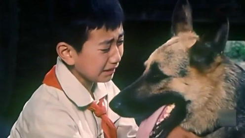 这部电影两只警犬当主角,电影上映三年后,警犬英勇殉职