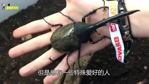 独角仙幼虫 腾讯视频