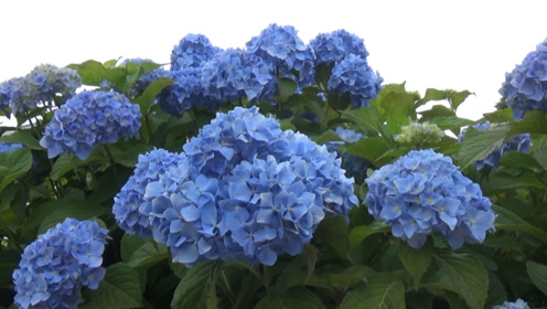 紫阳花 腾讯视频