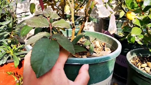 平常用什么样的水浇月季更合适?