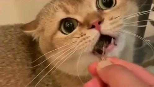 猫交尾 腾讯视频