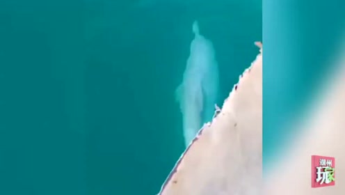 海中網 腾讯视频