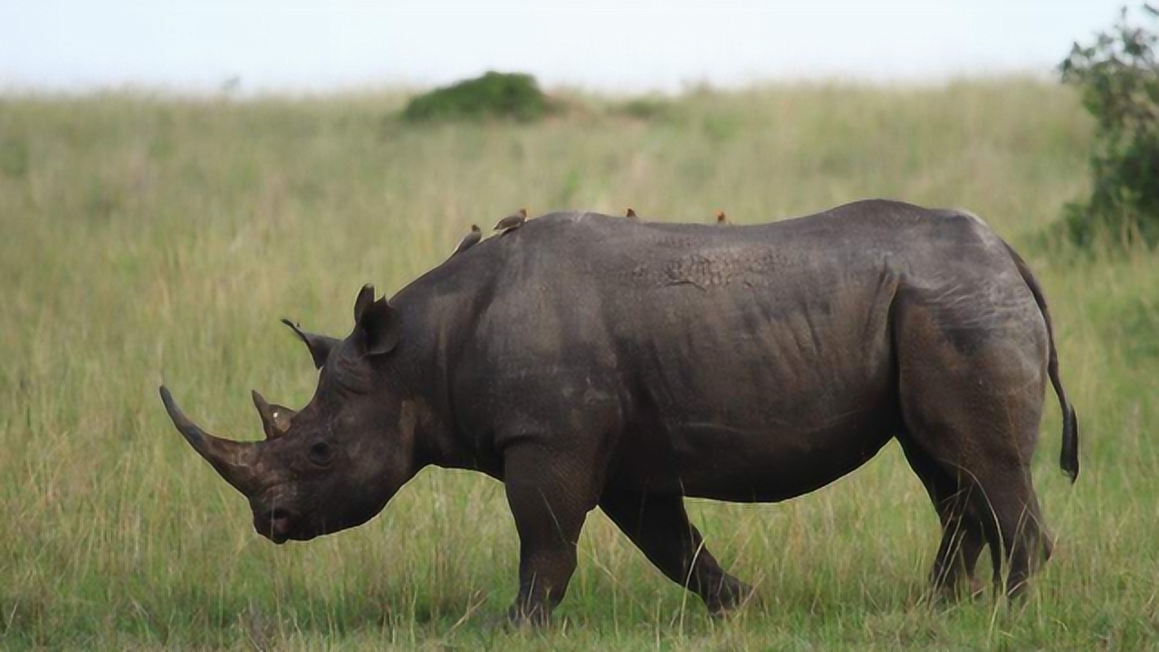 黑犀牛看起来很庄严,但它脾气暴躁,容不下半点挑衅