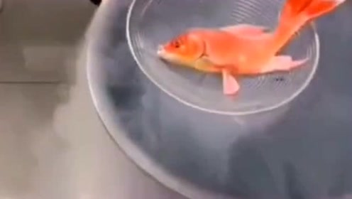 03液氮冷冻金鱼 腾讯视频