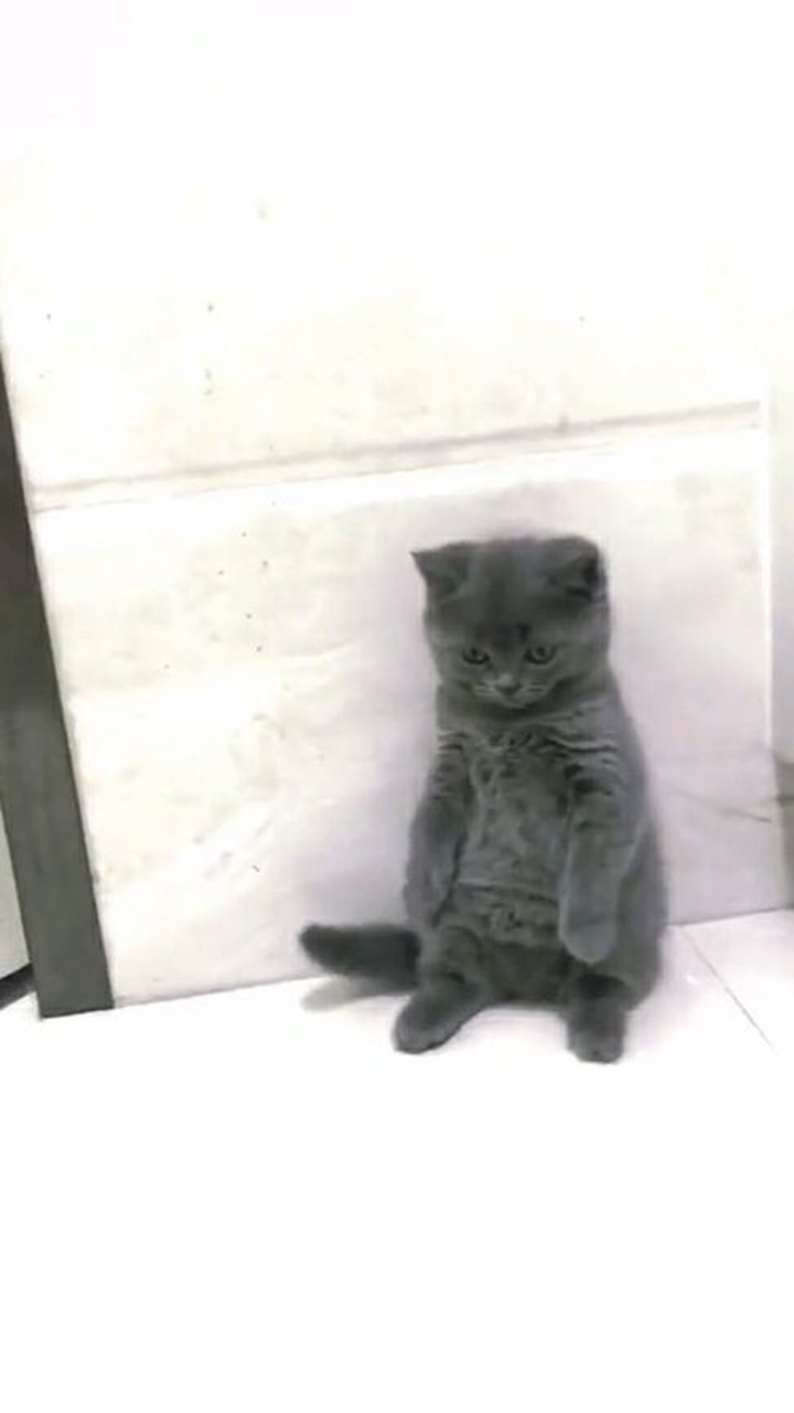 小奶猫犯错被罚站,都困得不行了,还在坚持!
