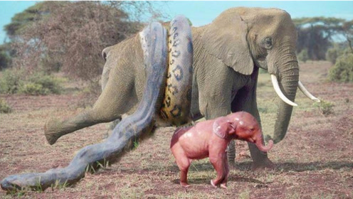 蟒蛇袭击大象狮子来救援,动物拯救其他动物!