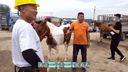 [图]天生的走马真漂亮！3匹花马一个比一个贵，迷人线条健壮体格怪不得被围观