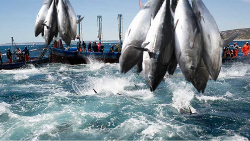 漏斗电影时 间:2021-09-212万美元1公斤的蓝鳍金枪鱼是如何捕捞,中间