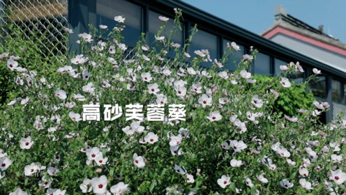 高砂 腾讯视频