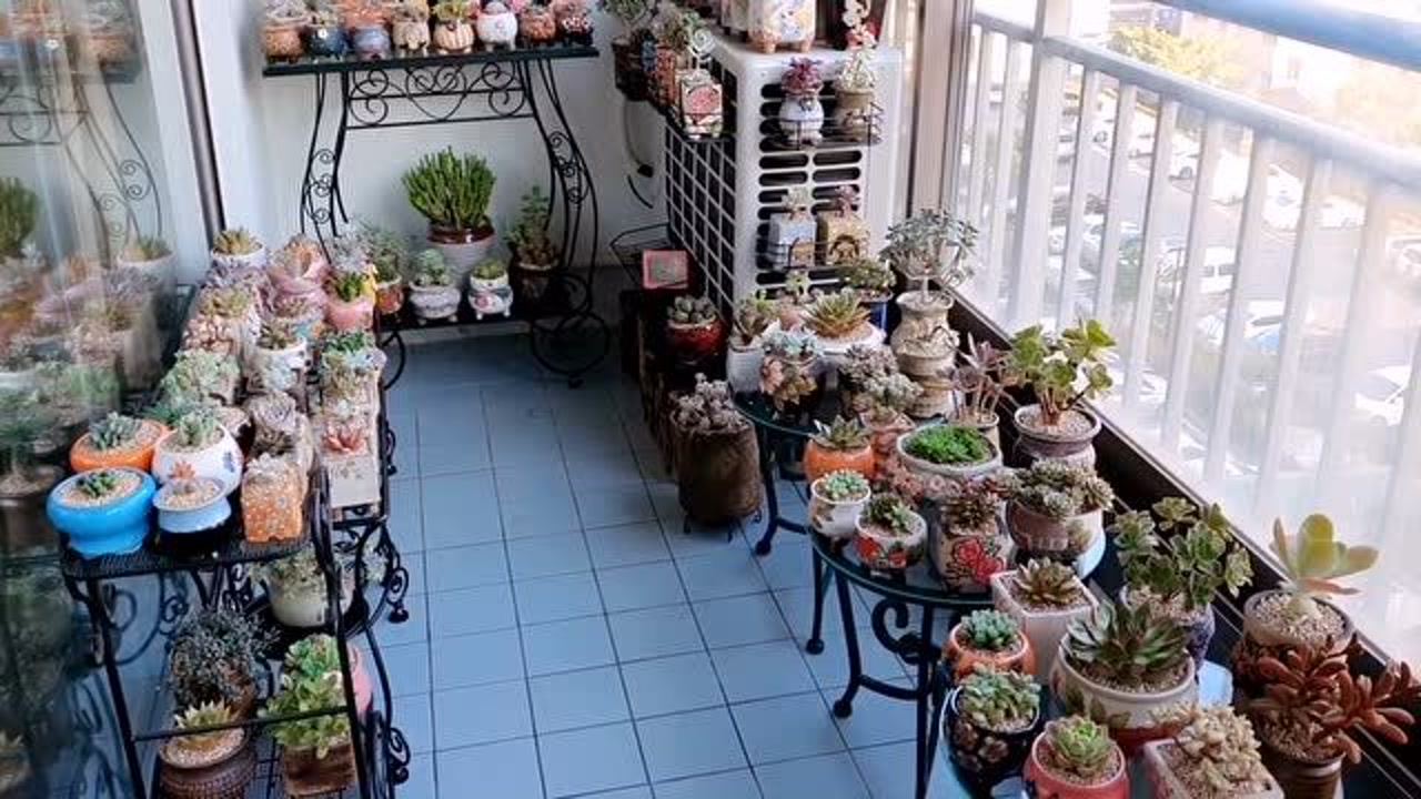 今天有一项大工程在降温前把多肉搬进屋,感觉放不下,累并不闲着