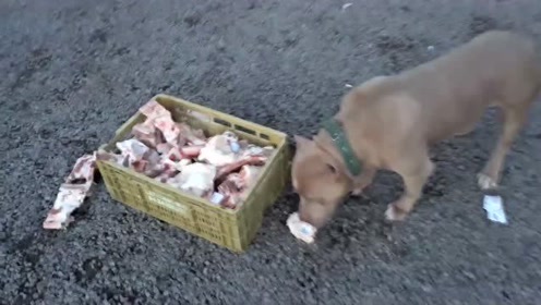 狗狗喂骨頭 腾讯视频