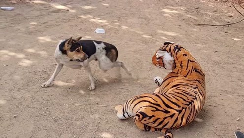 假老虎把狗吓得一直叫个不停,假老虎搞笑视频