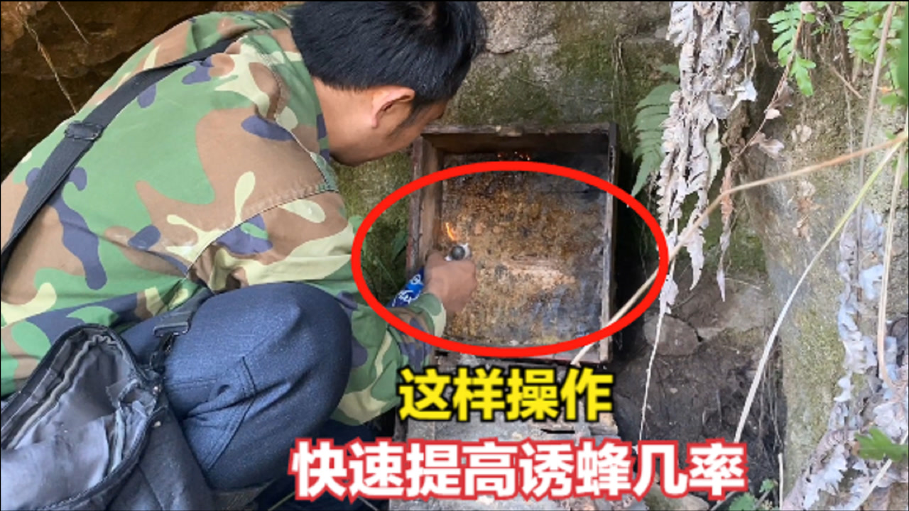怎么诱蜂最容易来蜂 招蜜蜂的最佳技术和方法