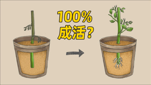 种植植物的英语 腾讯视频