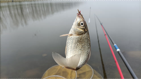 春季釣鯿魚,釣底還是釣浮?釣這個水深,中魚率最高