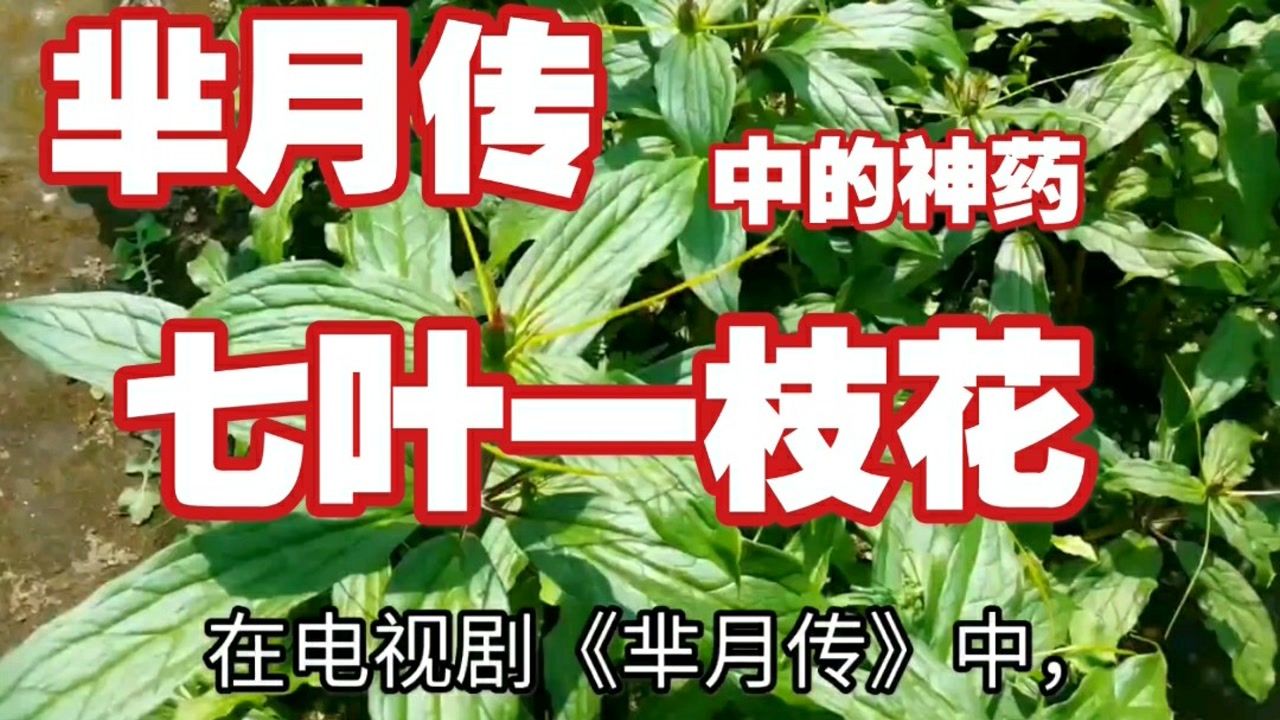 七叶一枝花(百合科重楼属植物)_搜狗百科