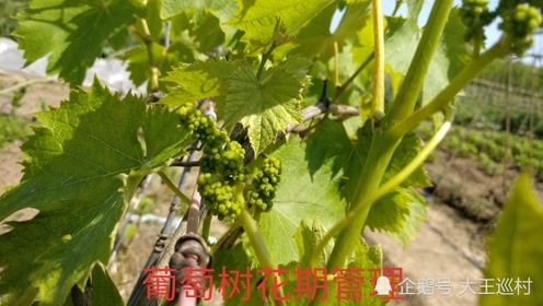 葡萄花期管理技术 腾讯视频