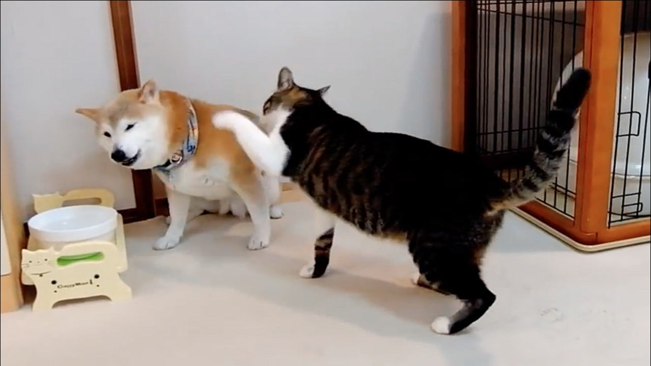 狗狗挑衅猫咪,猫咪上来就是一顿耳光,狗狗:大哥,别打脸!