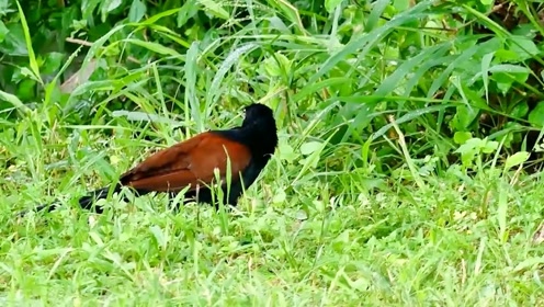 红毛鸡的叫声,像不像恐怖片里的配音?