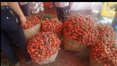 广西北流隆盛荔枝之乡?巧妇9妹价格为何特贵呢?8毛9毛够成本 ??